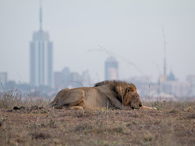 Lion in Nairobi National Park