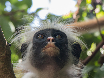 Red colobus, Tanzania