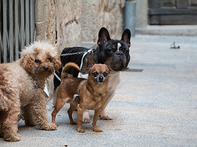 Waiting dogs, Girona