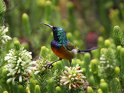 Sunbird, South Africa