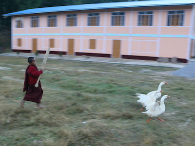 Chasing geese, Myanmar