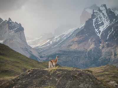 Guanaco, Torres del Paine, Chile