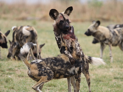 African wild dog, South Africa