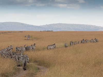 Masai Mara National Park, Kenya