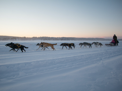 Dogsled, Arctic