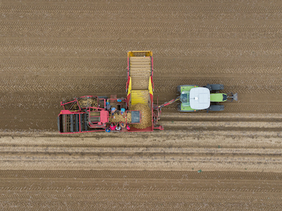 Potato harvest