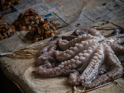 Octopus, Zanzibar