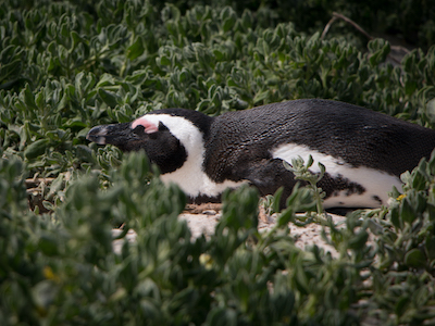 African penguin, South Africa