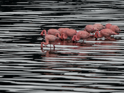 Flamingos, Tanzania