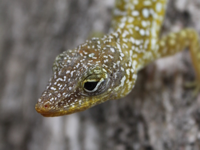 Anolis, Dominica