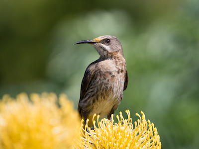 Sunbird, South Africa