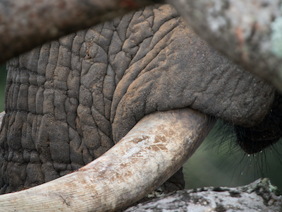 Elephant, Masai Mara National Park