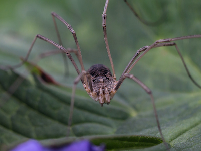 Opilione (harvestman)